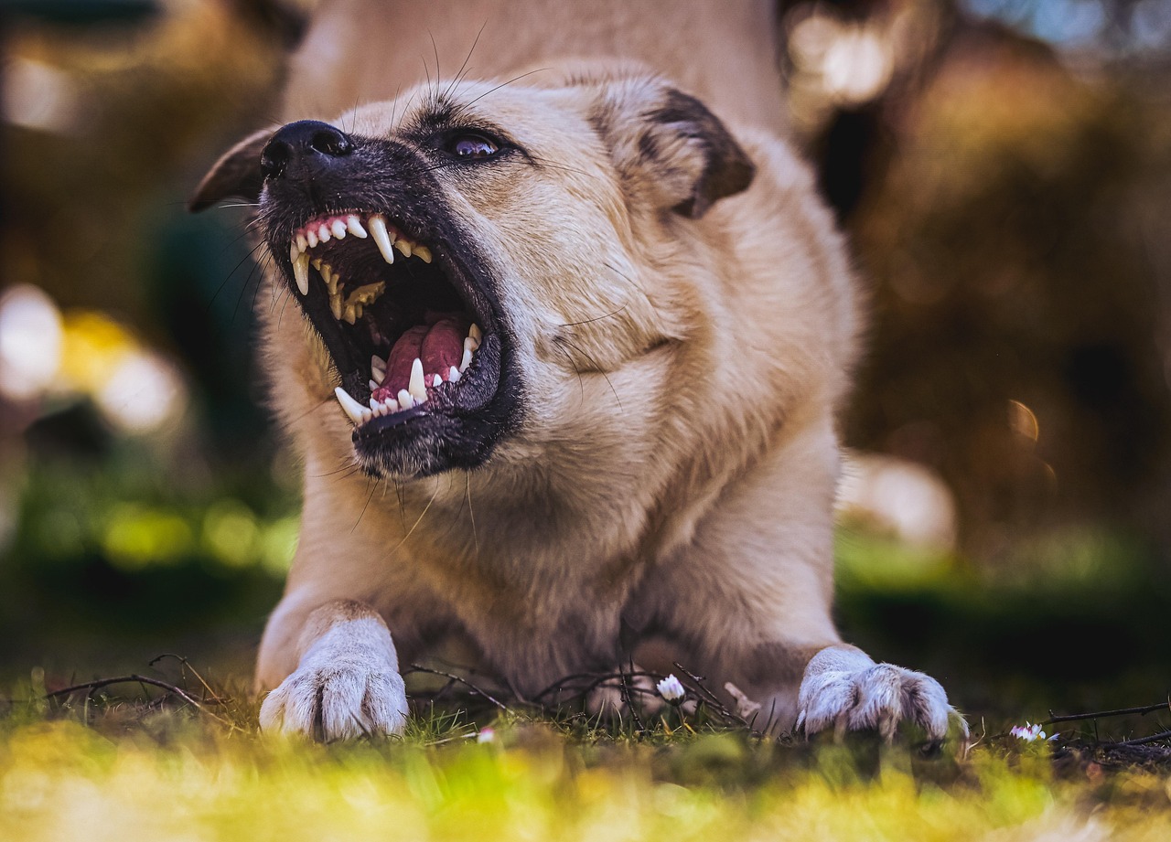 Dog Bites ~ Dog Bites In Tarrant, Alabama: Understanding Your…